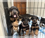 Small Photo #12 Doberman Pinscher Puppy For Sale in LOS ANGELES, CA, USA
