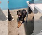 Small Rottweiler