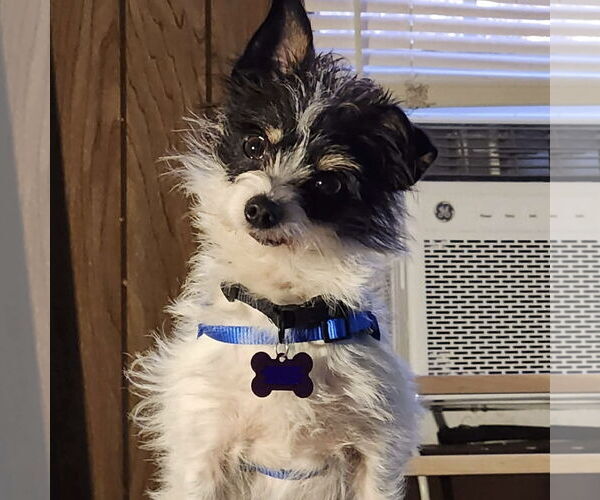 Medium Photo #2 Mutt Puppy For Sale in Spring Lake, NC, USA