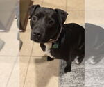 Small #4 American Staffordshire Terrier Mix