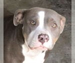 Small #2 Mutt