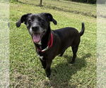 Small Photo #1 Mutt Puppy For Sale in Virginia Beach, VA, USA