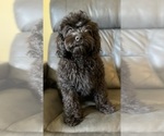 Puppy Rocket Cavapoo