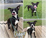Small #1 American Staffordshire Terrier Mix