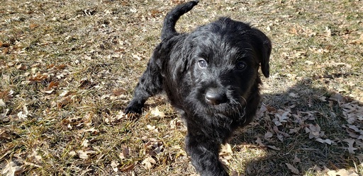 Medium Photo #4 Labradoodle Puppy For Sale in CO SPGS, CO, USA