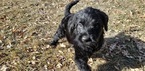 Small Photo #4 Labradoodle Puppy For Sale in CO SPGS, CO, USA