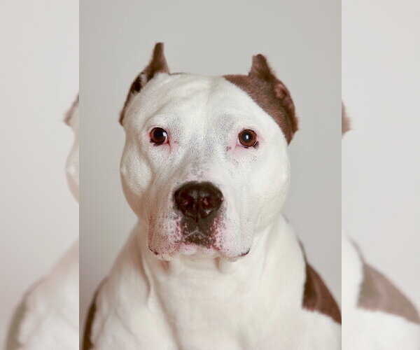 Medium Photo #3 American Pit Bull Terrier Puppy For Sale in Alexandria, VA, USA
