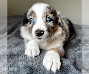 Australian Shepherd Puppy for sale in FREDERICKSBURG, VA, USA