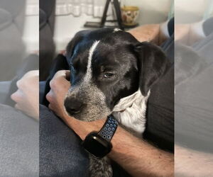 Mutt Dogs for adoption in Euless, TX, USA