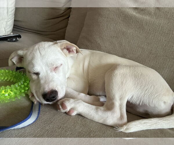 Medium Photo #3 Mutt Puppy For Sale in Cliffwood, NJ, USA