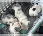 Image preview for Ad Listing. Nickname: Litter of 4