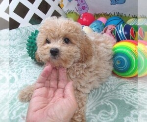 Maltipoo Puppy for sale in RATTAN, OK, USA