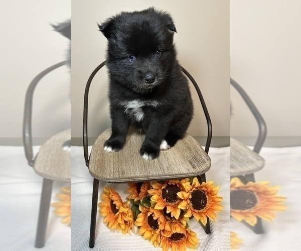 Medium Photo #4 Pomsky Puppy For Sale in DE SOTO, KS, USA
