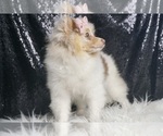 Small #6 Pomeranian