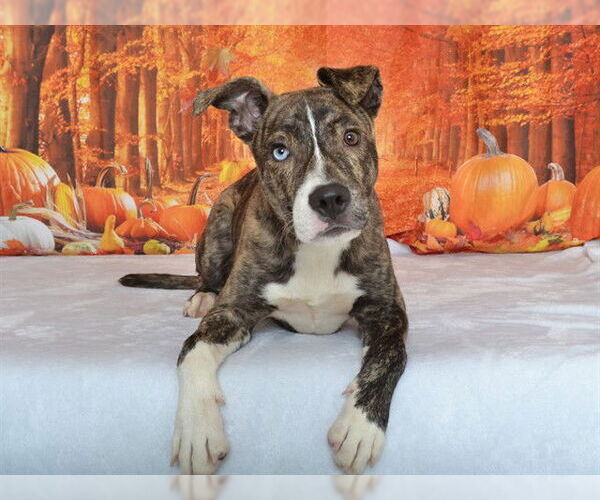 Medium Photo #1 Mutt Puppy For Sale in Oroville, CA, USA