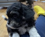 Small Photo #2 Cavanese Puppy For Sale in WEST POINT, VA, USA