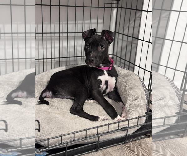 Medium Photo #3 Retriever -Unknown Mix Puppy For Sale in Woodbury, NY, USA