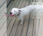 Small #12 American Pit Bull Terrier Mix