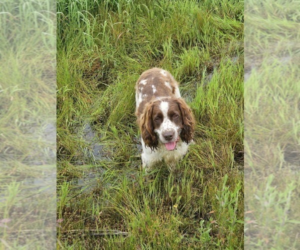 Medium Photo #1 English Springer Spaniel Puppy For Sale in JONESBOROUGH, TN, USA
