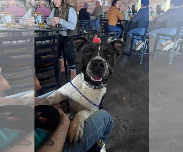 Medium Photo #2 Siberian Husky-Unknown Mix Puppy For Sale in Oakhurst, NJ, USA