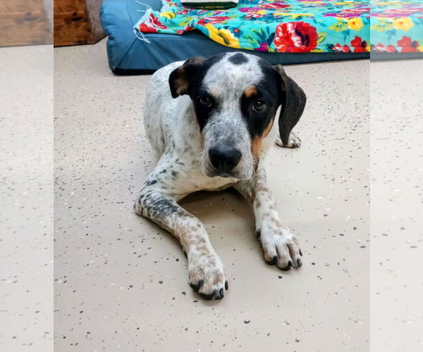 Medium Photo #3 Mutt Puppy For Sale in York, SC, USA