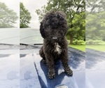 Small #3 Sheepadoodle