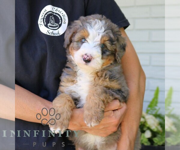 Medium Photo #4 Bernedoodle (Miniature) Puppy For Sale in NARVON, PA, USA