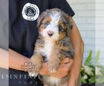 Small #3 Bernedoodle (Miniature)