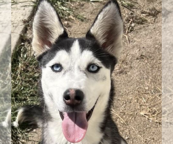 Medium Photo #1 Siberian Husky-Unknown Mix Puppy For Sale in San Ramon, CA, USA