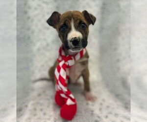 Boxador Dogs for adoption in Lakewood, CO, USA