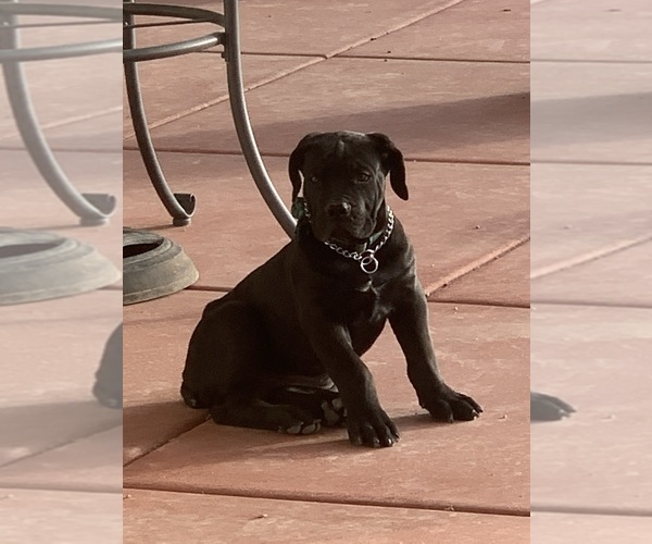 Medium Photo #62 Boerboel Puppy For Sale in LAS CRUCES, NM, USA
