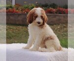 Small Photo #2 Poodle (Standard) Puppy For Sale in GAP, PA, USA