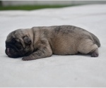 Small #1 Pug