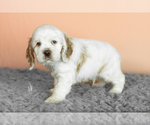 Small Photo #8 Cocker Spaniel Puppy For Sale in NAPPANEE, IN, USA