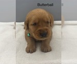 Small #4 Golden Retriever