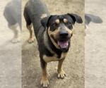 Small #1 Chinese Shar-Pei Mix