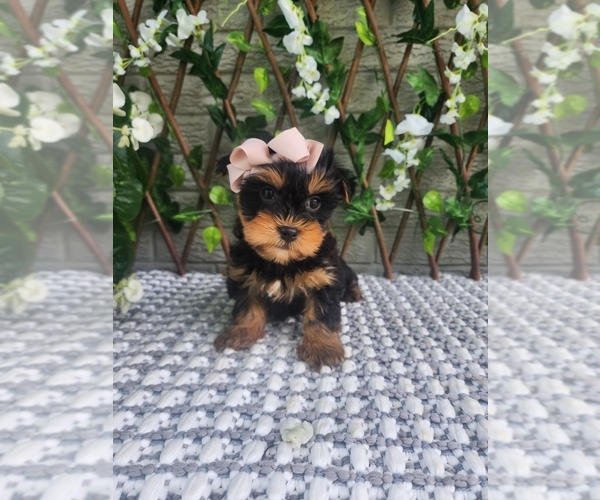 Medium Photo #6 Morkie Puppy For Sale in INDIANAPOLIS, IN, USA