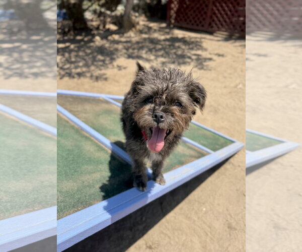 Medium Photo #2 Mutt Puppy For Sale in Seal Beach, CA, USA