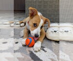 Small #11 Australian Shepherd