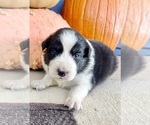 Small #4 Australian Shepherd