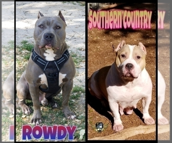 Medium Photo #1 American Bully Puppy For Sale in CANYON LAKE, TX, USA