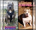 Small Photo #1 American Bully Puppy For Sale in CANYON LAKE, TX, USA