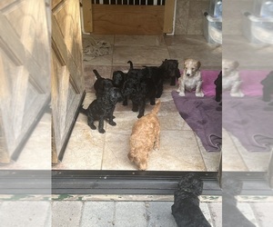 Goldendoodle Litter for sale in MONROVIA, CA, USA