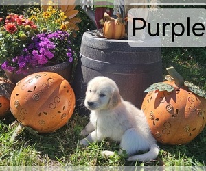 Medium English Cream Golden Retriever