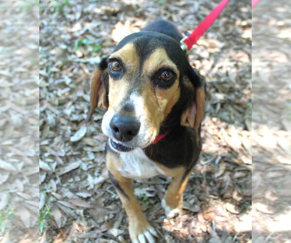 Medium Photo #8 Beagle Puppy For Sale in Dunnellon, FL, USA