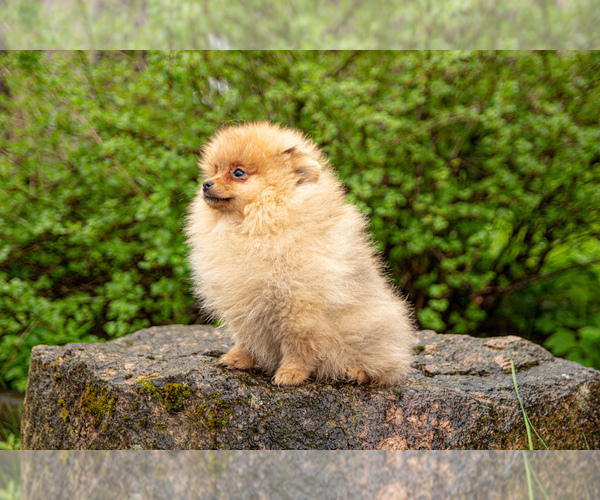 Medium Photo #4 Pomeranian Puppy For Sale in WOOD DALE, IL, USA