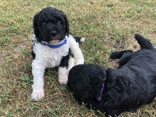Poodle (Standard) Dogs for adoption in FREDERICKTOWN, MO, USA