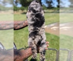 Small Photo #8 Bernedoodle-Golden Mountain Dog Mix Puppy For Sale in DAVIS, CA, USA