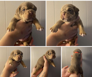 Olde English Bulldogge Puppy for Sale in SYRACUSE, New York USA