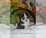 Small Photo #6 Chihuahua Puppy For Sale in HAMPTON, VA, USA